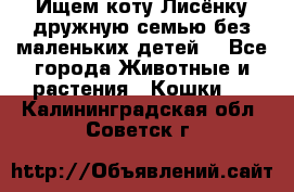 Ищем коту Лисёнку дружную семью без маленьких детей  - Все города Животные и растения » Кошки   . Калининградская обл.,Советск г.